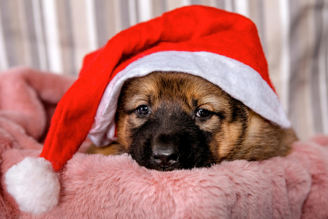 Keep Your Dog Warm This Winter – Best Sweaters, Jackets for Comfort & Style