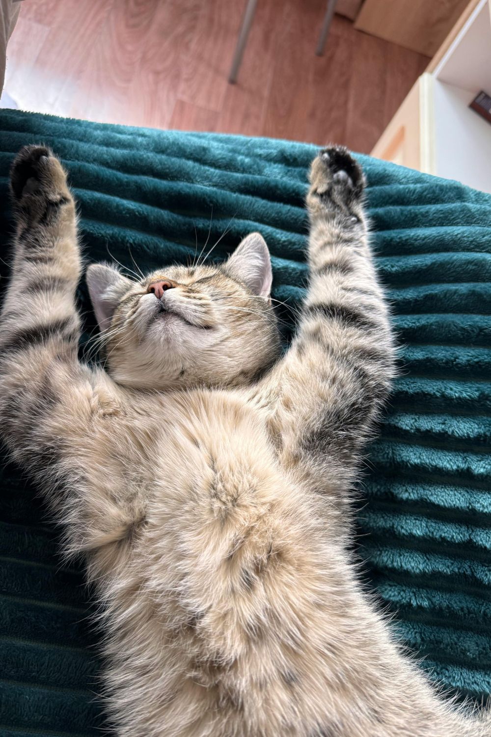 A cat resting Peacefully