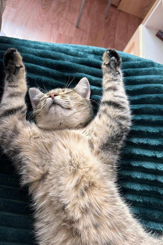 A cat resting Peacefully