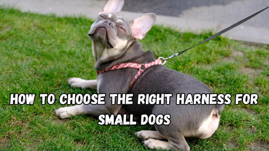 How to Choose the Right Harness for Small Dogs