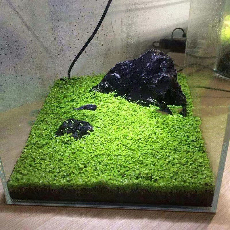 Beautiful Aquatic Mud Sand for Easy Fish Tank Landscaping